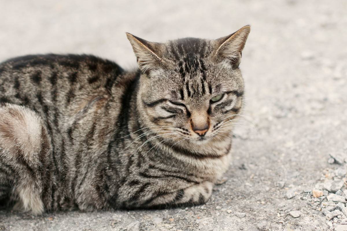 Беспородные кошки: описание, характер, советы по содержанию и уходу, фото