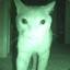 Видят ли кошки духов и приведений - кошки и собаки