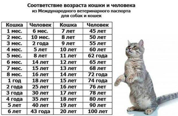 Узнайте сколько лет живут домашние британские кошки?