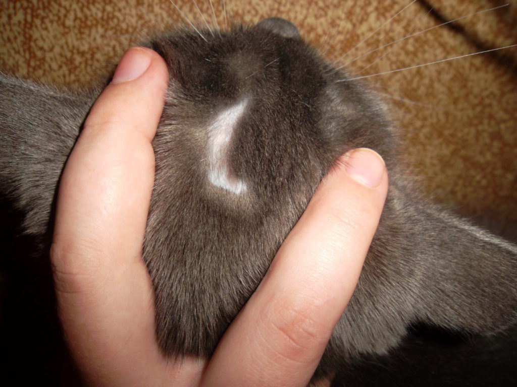 6 причин почему у кошки выпадает шерсть - заболевания кожи - kotiko.ru