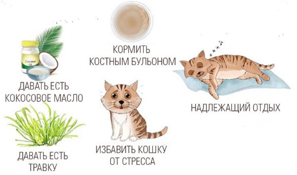 6 симптом цистита у кошки - лечение в домашних условиях