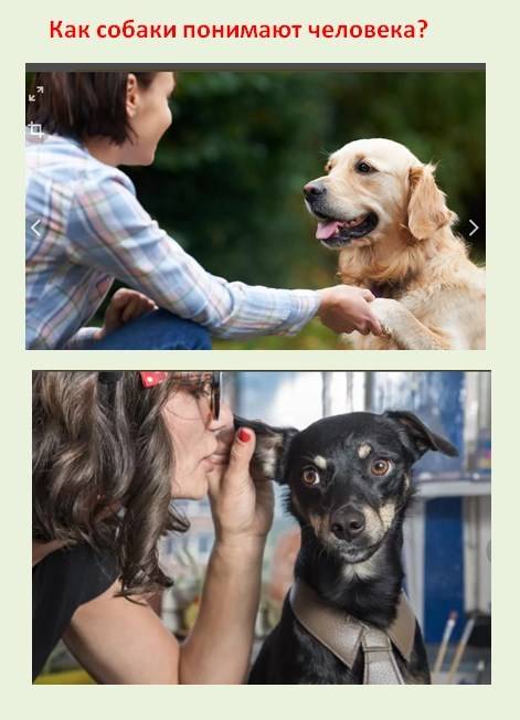 Собачий язык: как понять позы и их значение