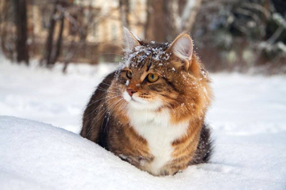 Мерзнут ли кошки зимой?