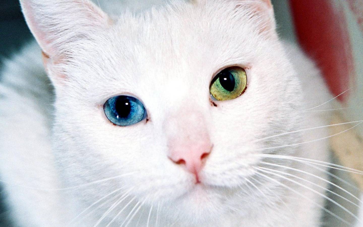 Цвет глаз у кошек: от чего зависит, почему меняется