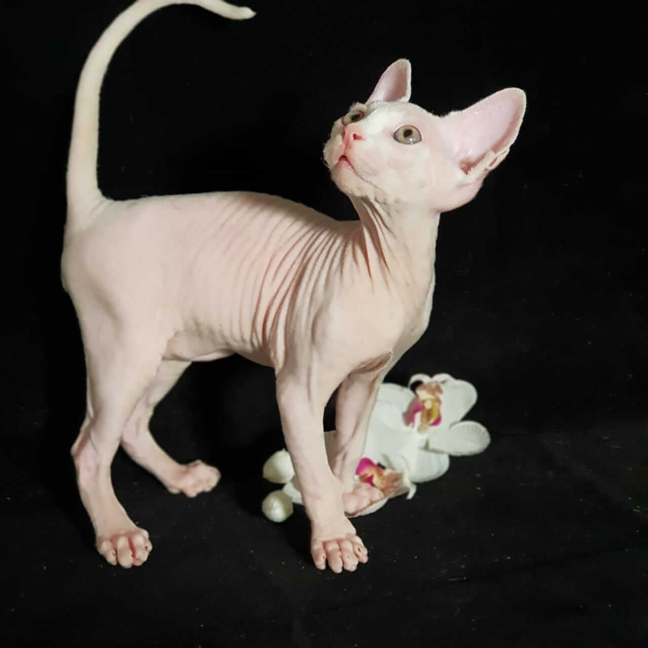 Кимрик (уэльская кошка): описание породы, характер, советы по содержанию и уходу, фото