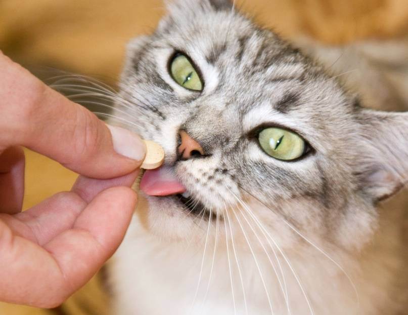 Как давать кошке таблетку или лекарства из шприца, что делать, если она упирается и выплевывает средство?