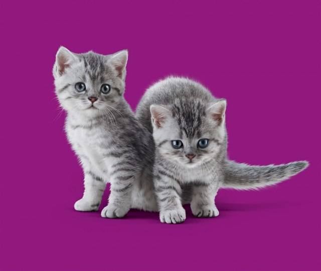 Что за порода кошки в рекламе вискас. порода кошек из рекламы «вискас. история успеха сердитой кошки - медицина для тебя