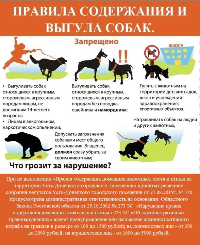 Как познакомить собаку с кошкой - dogtricks.ru