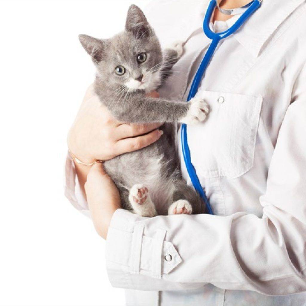 Кастрация котов и стерилизация кошек: все аргументы «за» и «против»