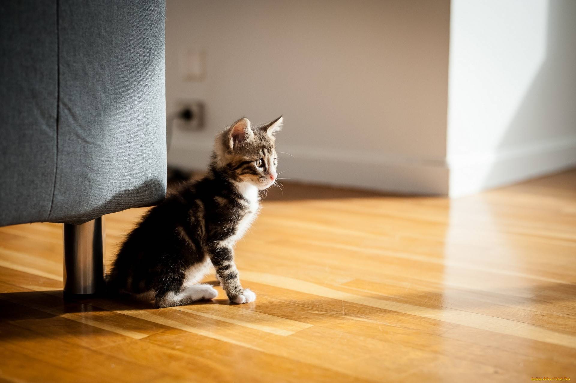 Как приучить кошку к новому дому? как адаптировать немолодого кота к новому месту жительства? сколько нужно времени для привыкания котенка?