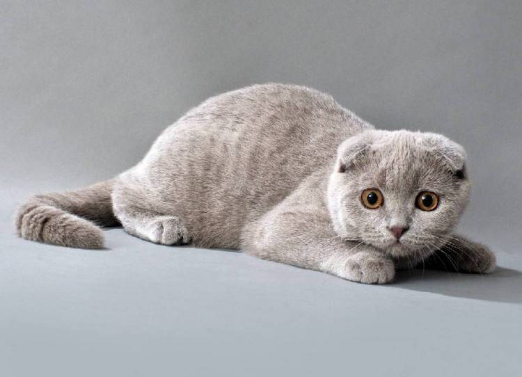 Сколько живут шотландские вислоухие кошки в домашних условиях – средний возраст животных