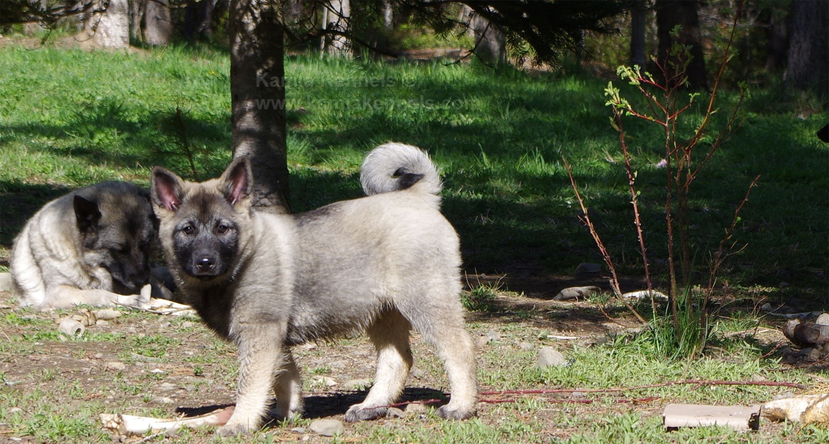 Норвежская лайка – охотничья порода: характеристика собаки – внешний вид, повадки, особенности ухода и содержания