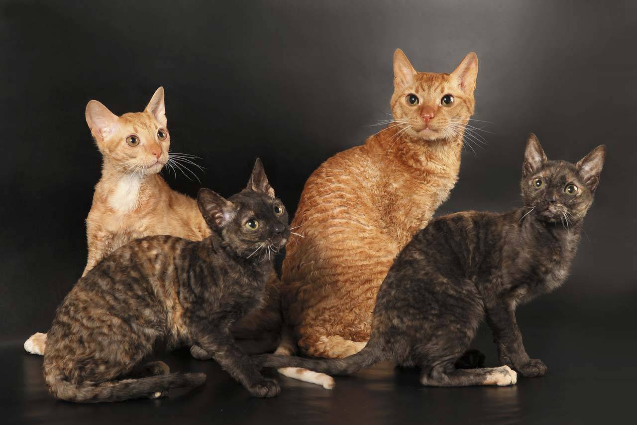 Порода кошек на фото уральский рекс – уральская кошка, кот и котята: отзывы