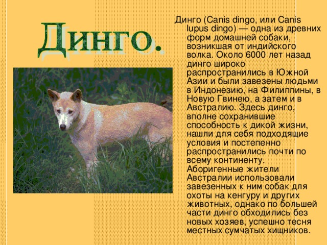 Динго – собака австралии, которая одичала. описание и фото собаки динго