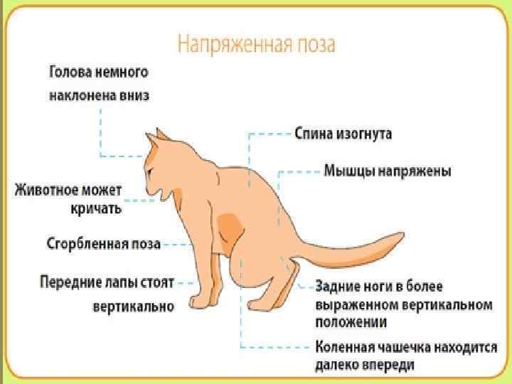 Как понять что кот заболел: признаки, симптомы, внешний вид