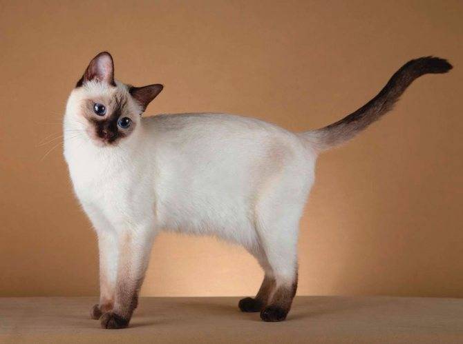 сколько весит тайская кошка