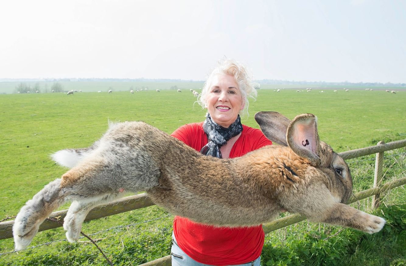 Самый большой кролик в мире: уход и содержание, основные породы