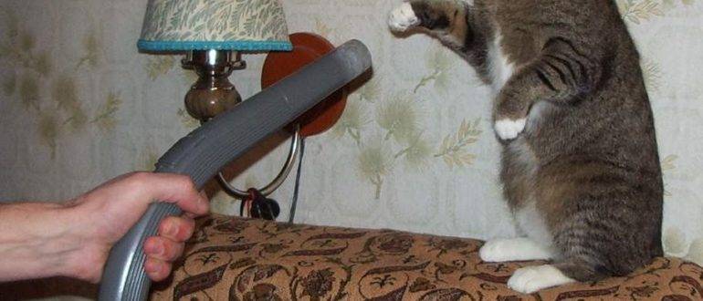 Почему кошки боятся пылесоса