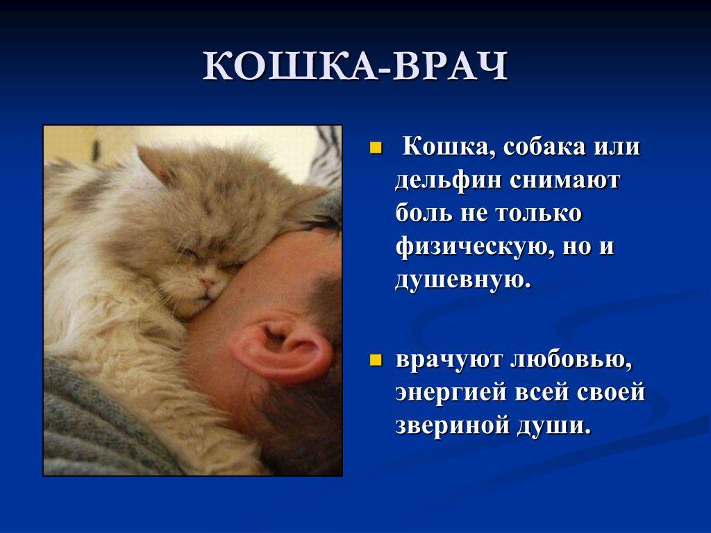 Чем полезны кошки. какую пользу приносят кошки чем полезны кошки для здоровья человека
