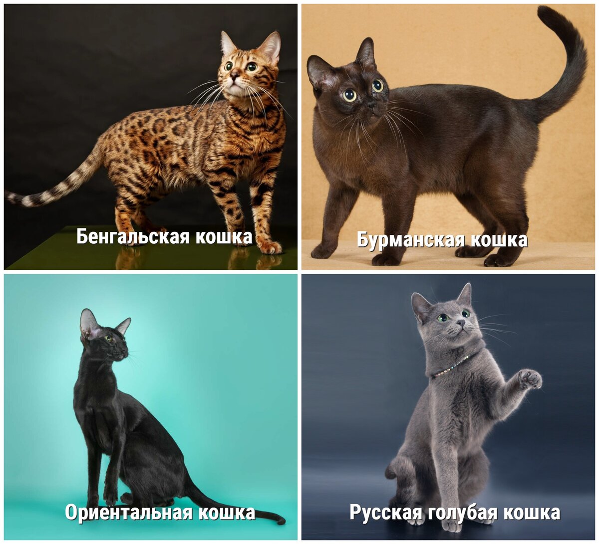 Породы кошек которые не линяют с фотографиями