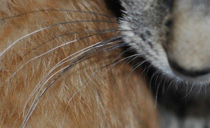 Почему у кота ломаются усы основные причины