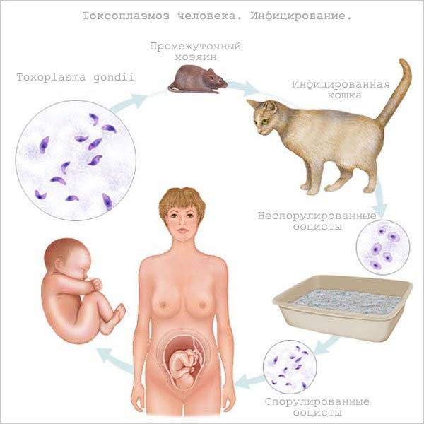Токсоплазмоз у кошки: симптомы, диагностика и профилактика