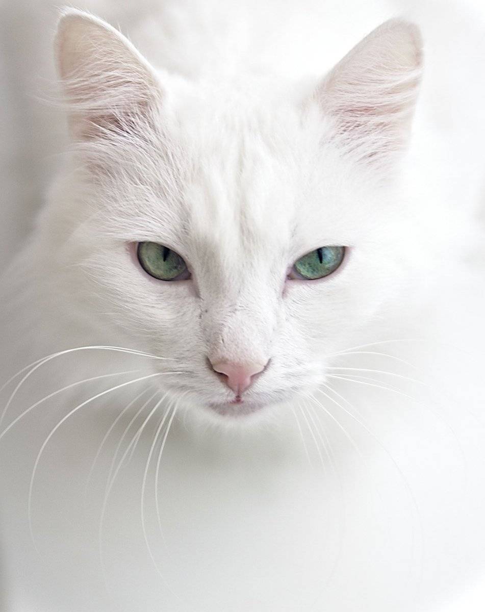 Белые коты и кошки — особенности характера и ухода, фото