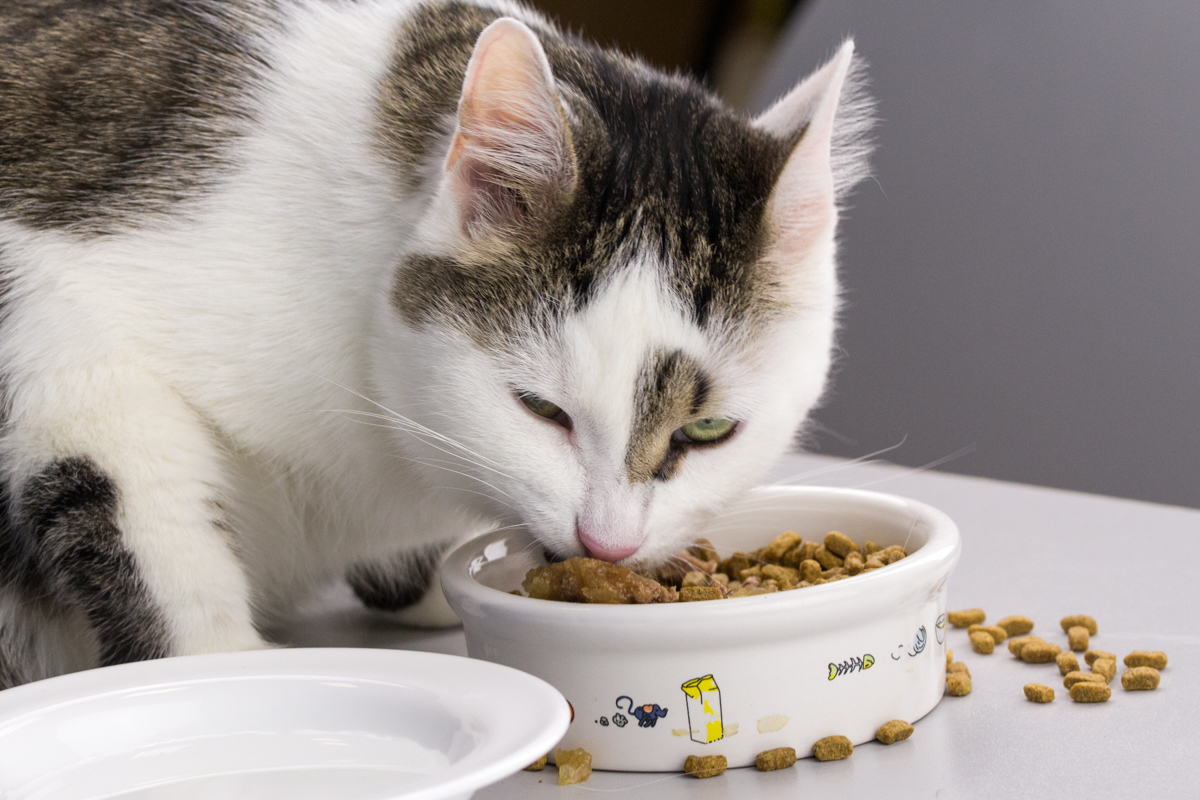 Можно ли отучить кота от сухого корма. как правильно отучить кошку от сухого корма. как заставить животное кушать непривычную и невкусную еду