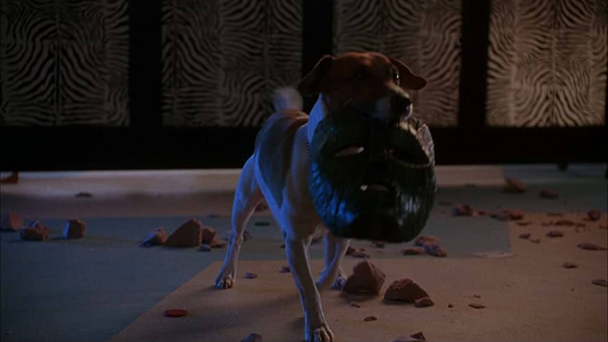 Порода собаки из фильма маска, фото, джек рассел терьер
