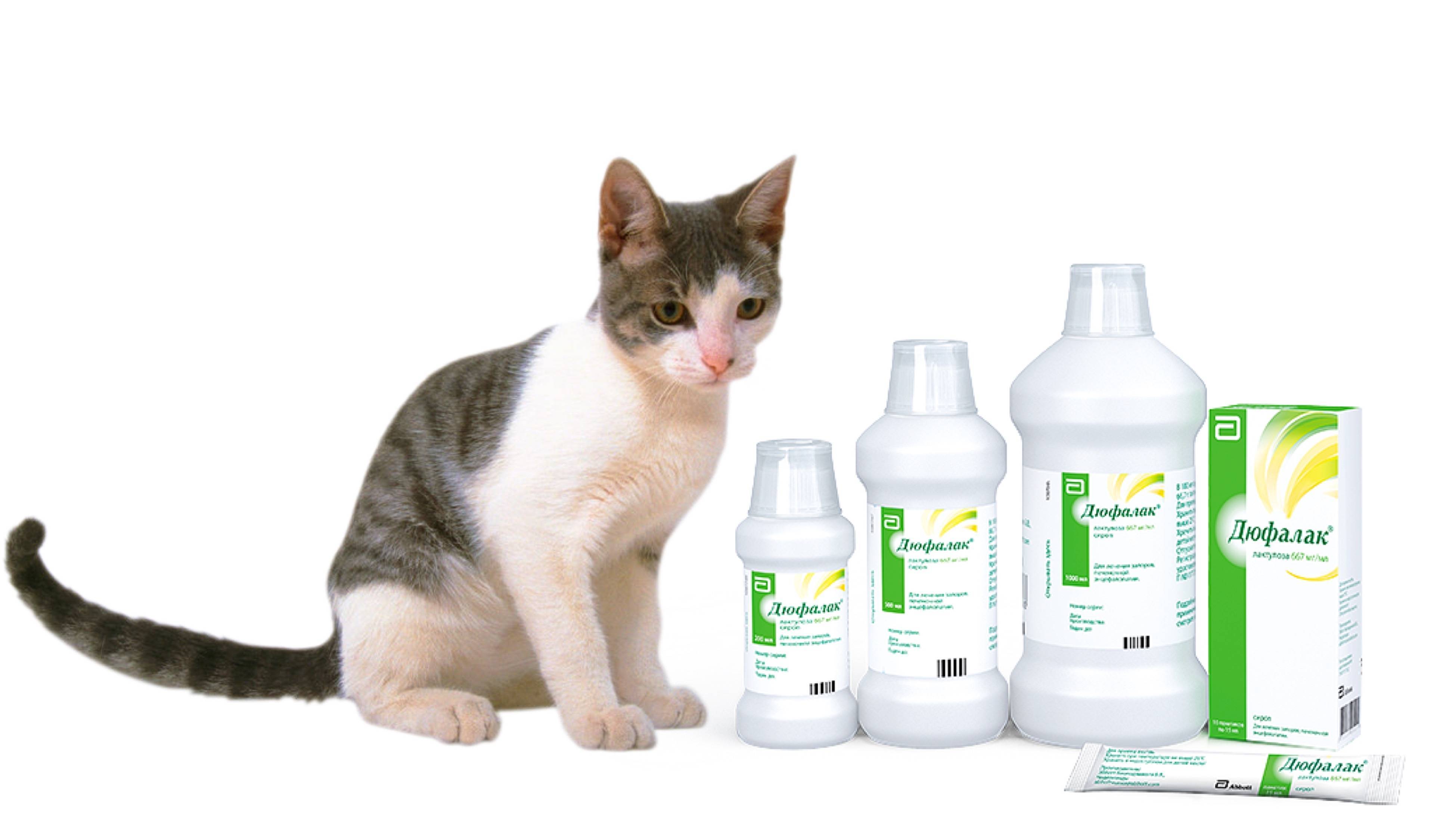 Как правильно давать препарат дюфалак кошке и котенку от запора, дозирование