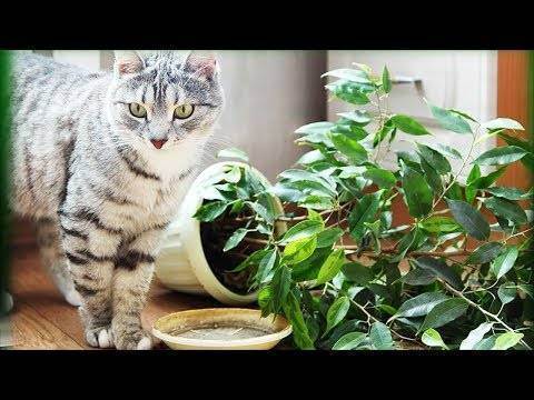 Лайфхаки для котиков: как сделать совместную жизнь легче и веселее. полезные лайфхаки для хозяев кошек (29 фото) лайфхак – коврик из искусственной травы для кота