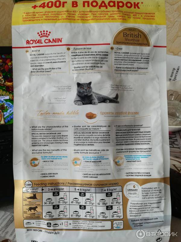 Как подобрать корм для британской кошки