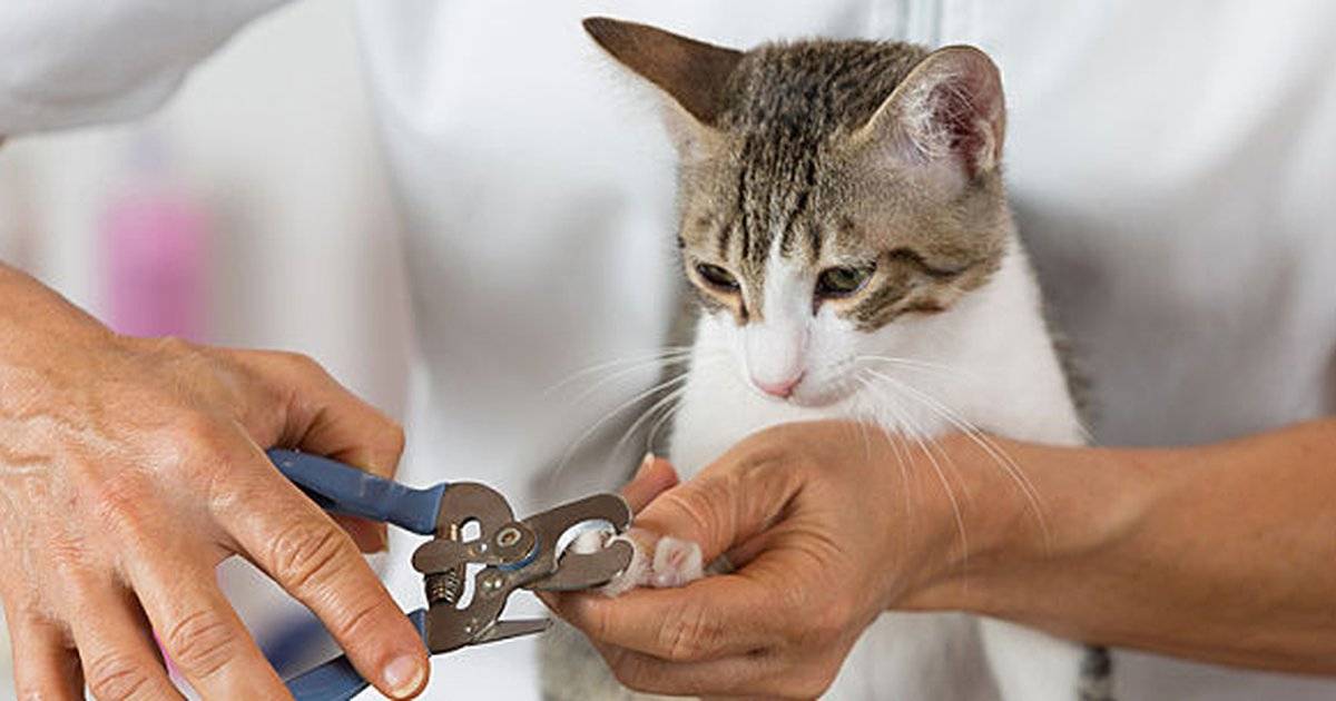 Уход за кошками: как содержать и ухаживать за питомцем в домашних условиях