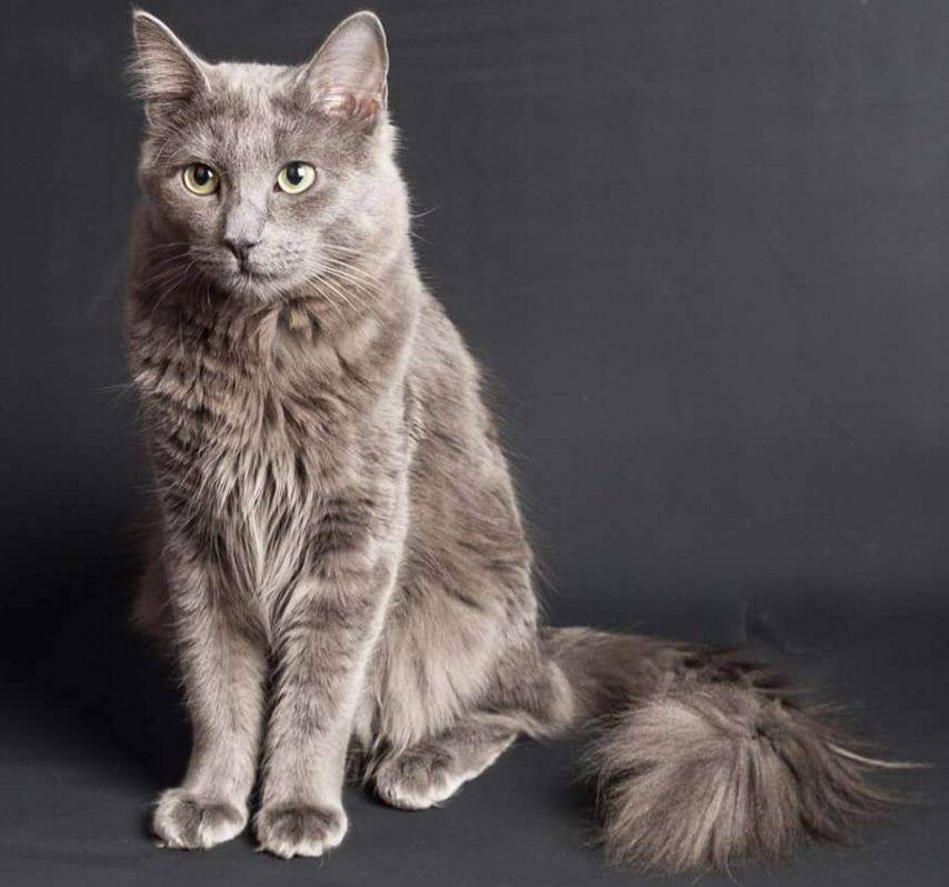 Топ 10: самые красивые породы кошек в мире — названия, краткое описание и фото