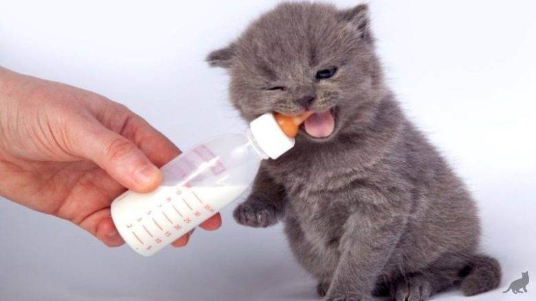 Как ухаживать за котятами с рождения: 10 шагов