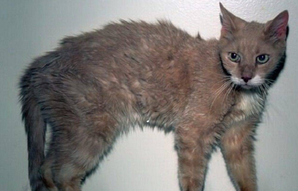 Гипертиреоз кошек: причины, симптомы, лечение