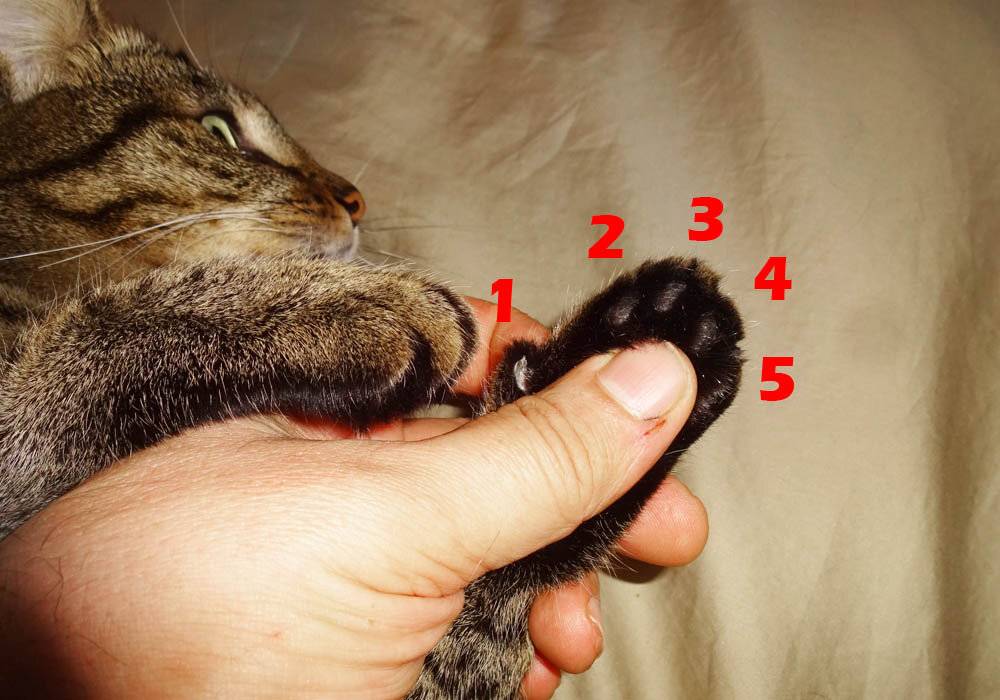 Сколько пальцев у кошки на задних лапах. Пальцы у кошек на задних лапах.