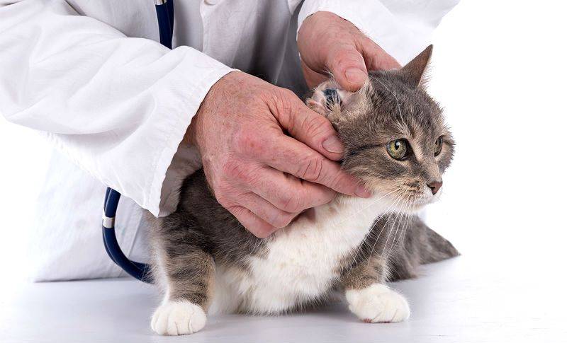 Воспаление лимфоузлов у кошки: первые признаки, формы заболевания, первая помощь, лечение, препараты, меры профилактики,