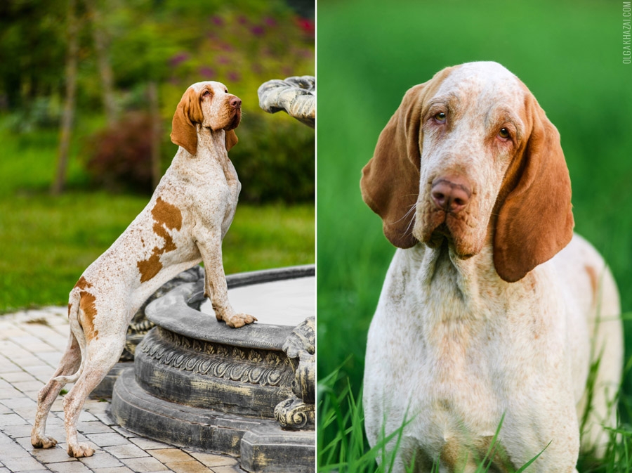 Кане корсо (итальяно) фото собаки, описание породы, характеристика, отзывы, видео