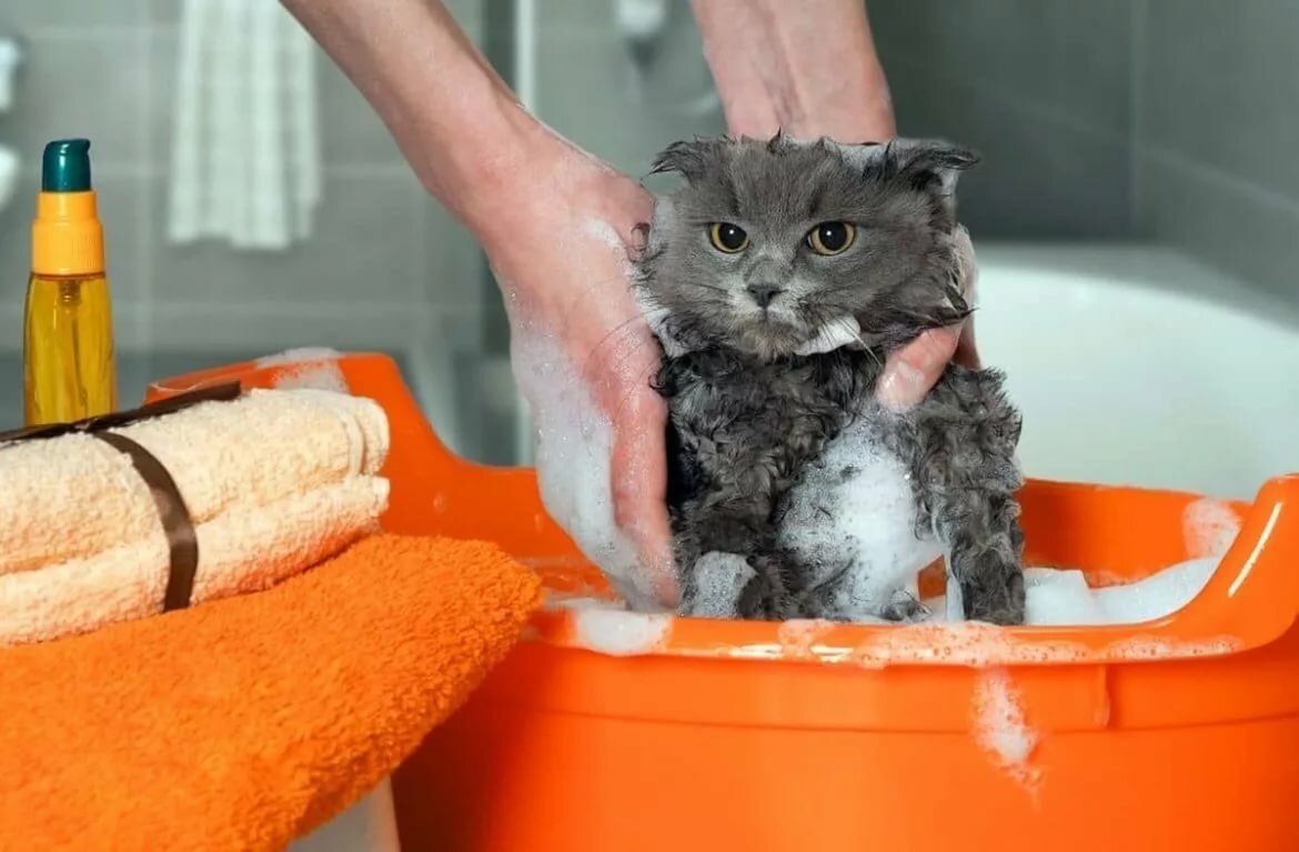 Нужно ли мыть кошек: все тонкости водной процедуры | звери дома