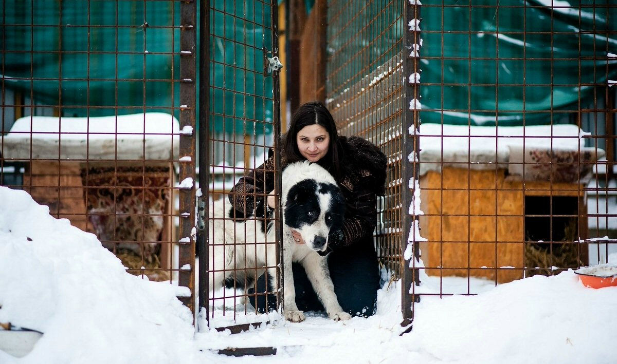 Изготовление вольера, будки и забора собственноручно для собаки породы алабай