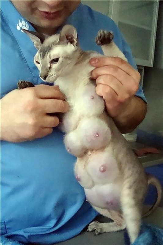 Кошка орет после стерилизации: причины, мнение ветеринаров