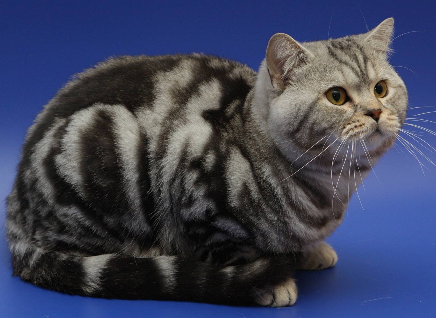 Как называется порода кошек из рекламы корма «вискас»?