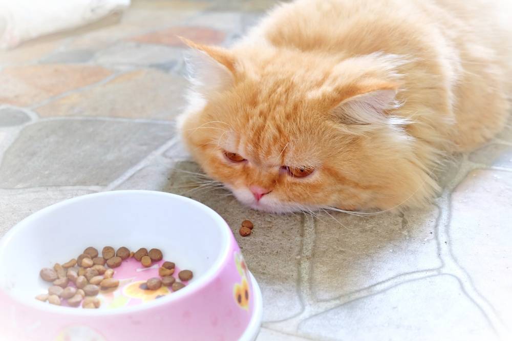 Плохой аппетит у кошки — признаки, причины, лечение