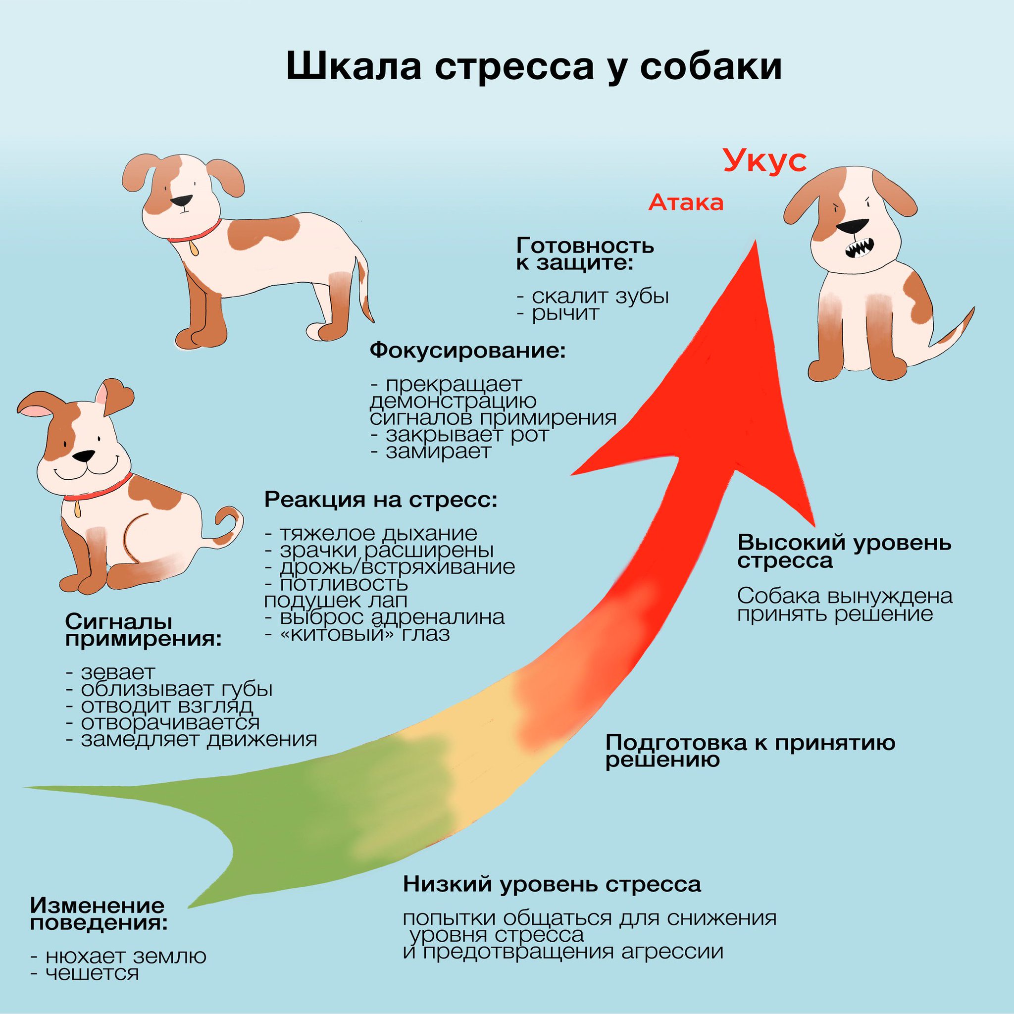 Кот агрессивный — как успокоить и что делать - oozoo.ru