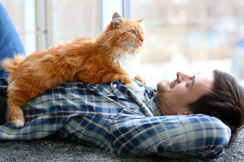 Почему кот лежит на спине: мнение ученых и бытовые наблюдения