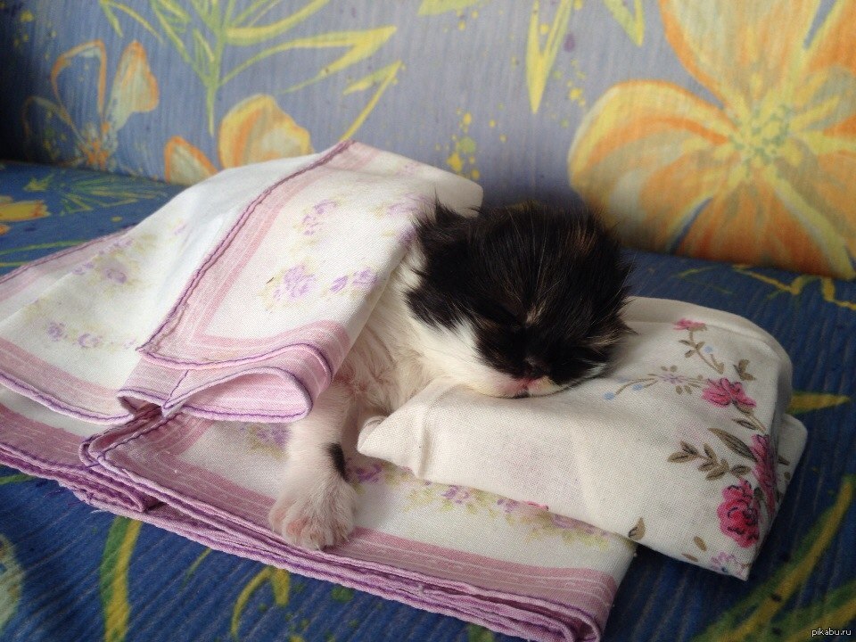 Взрослая кошка стала мочиться на диван — обсуждение в группе "кошки" | птичка.ру