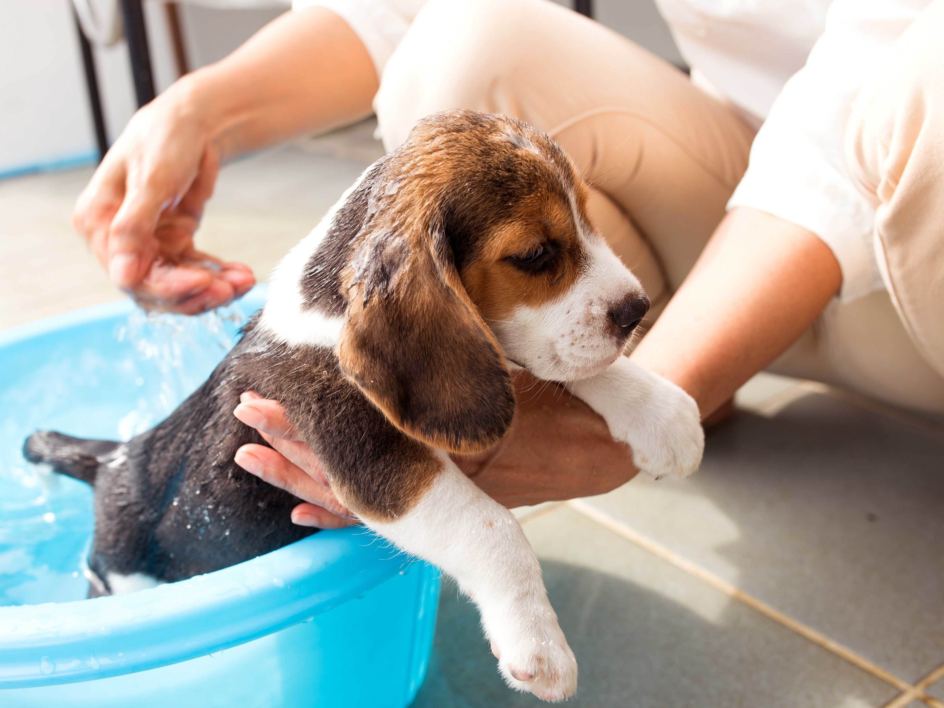 Как мыть собаку в ванной: перед выставкой или в первый раз, температура воды и основные правила