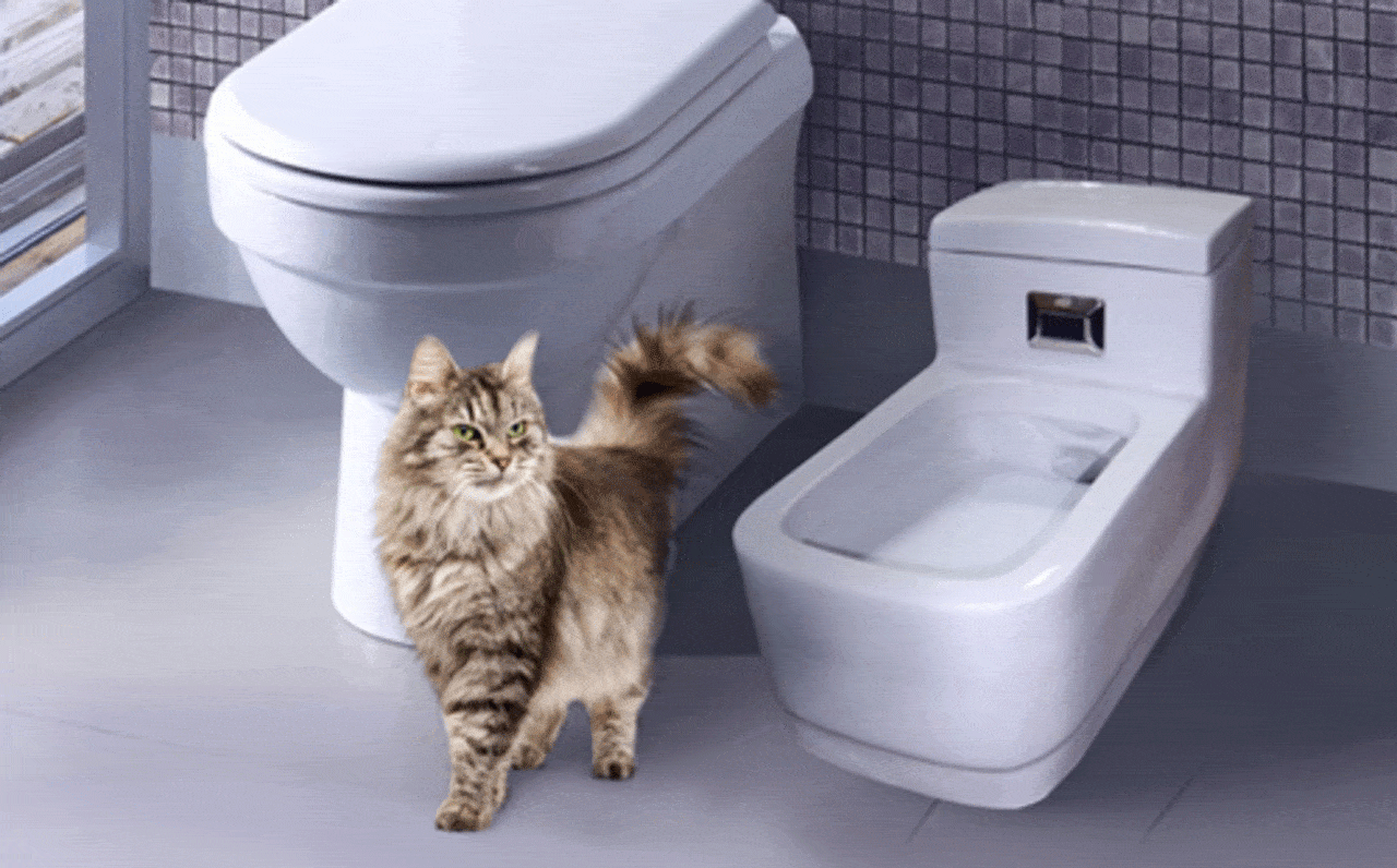 Куда поставить лоток для кошки? - запись пользователя ольга (id1523179) в сообществе домашние животные в категории помогите советом - babyblog.ru
