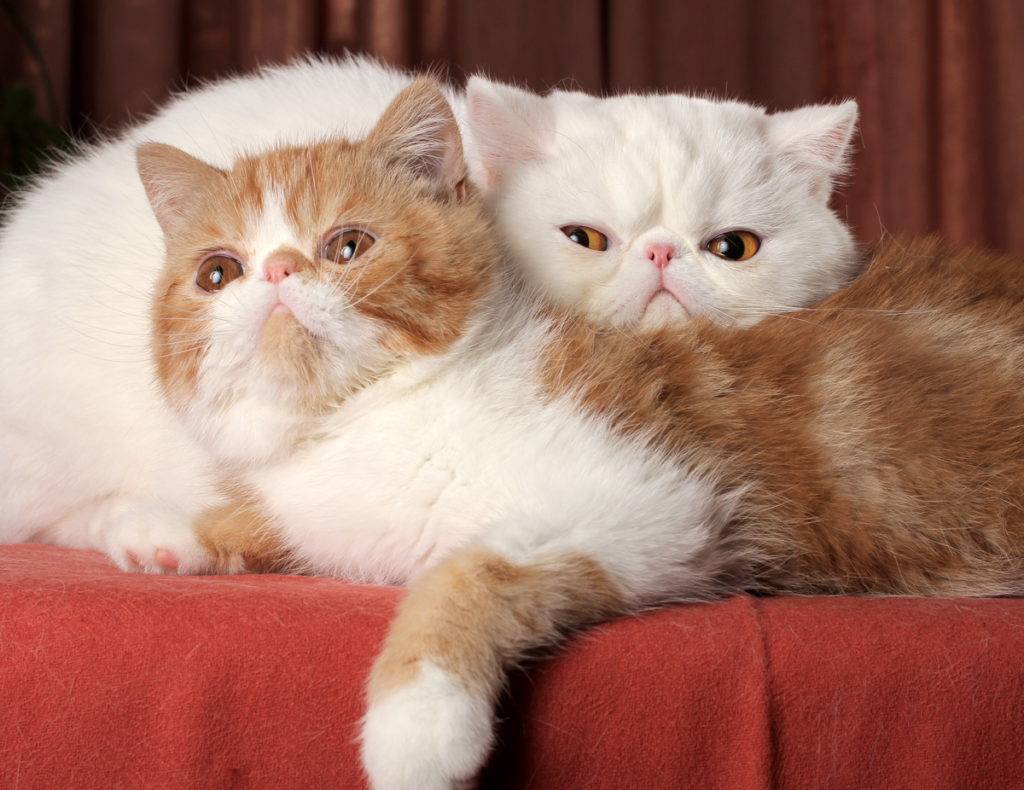 Экзотическая кошка (экзот): фото, описание породы и характера, цена котенка